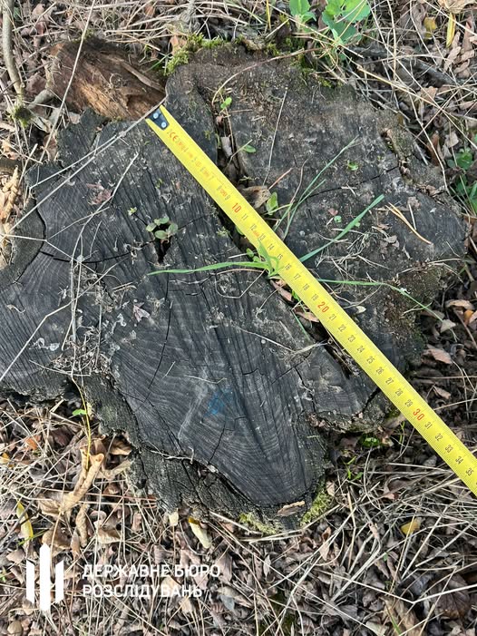 Головного лісничого Делятинського лісгоспу судитимуть за незаконні рубки на 3,4 мільйони гривень (ФОТОФАКТ)