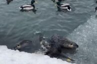 Гинуть від собак: як на міському озері зимують місцеві нутрії (ФОТО)
